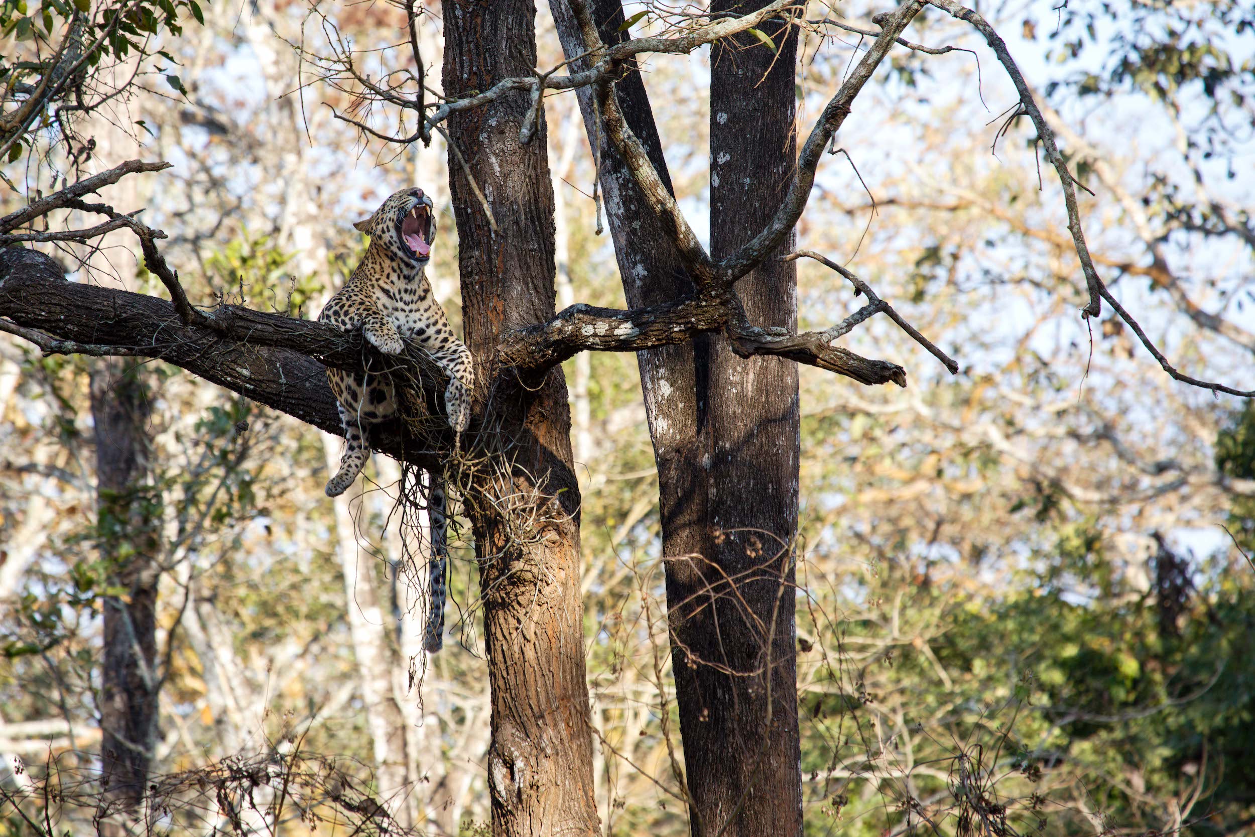 Home 3 Indian leopard