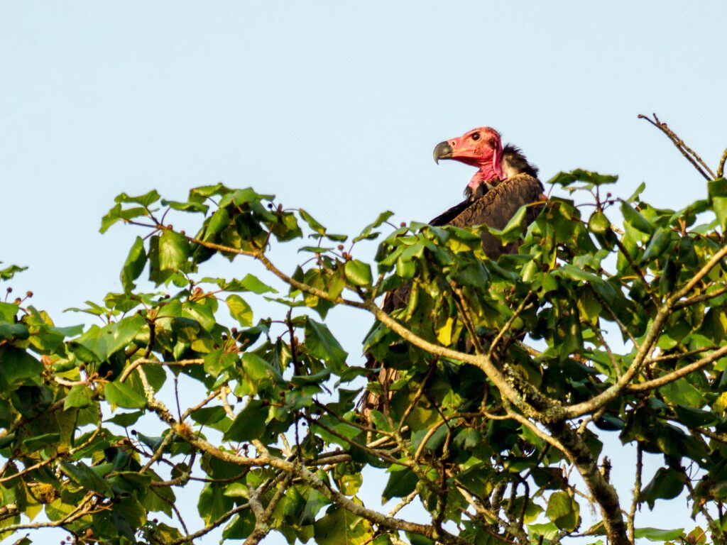 Red-headed vulture