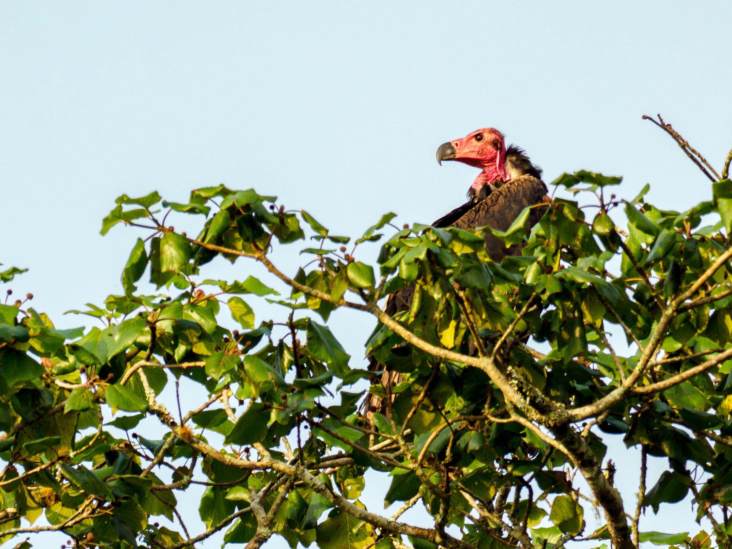 Home 4 Red-headed vulture