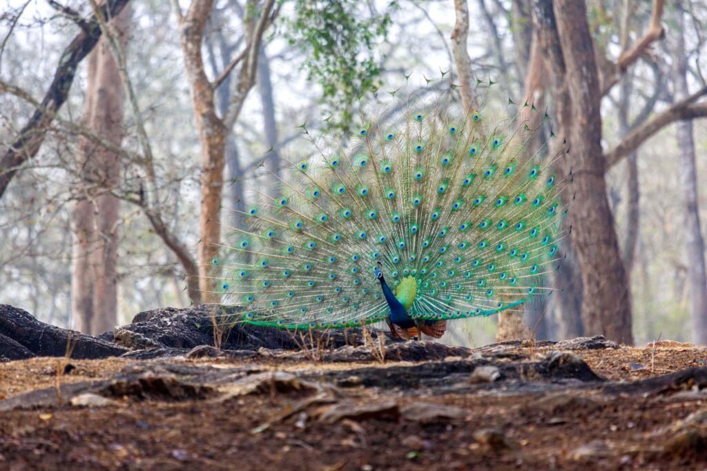 Common peafowl