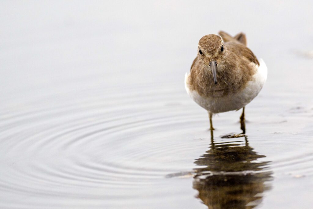 Common Sandpiper