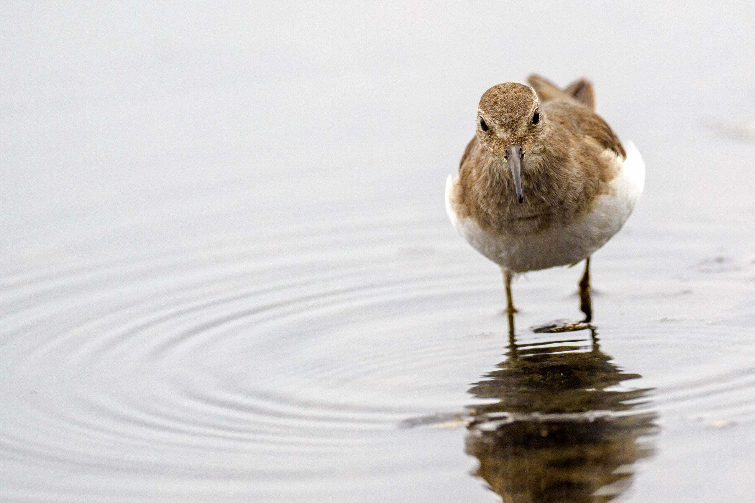 Common Sandpiper