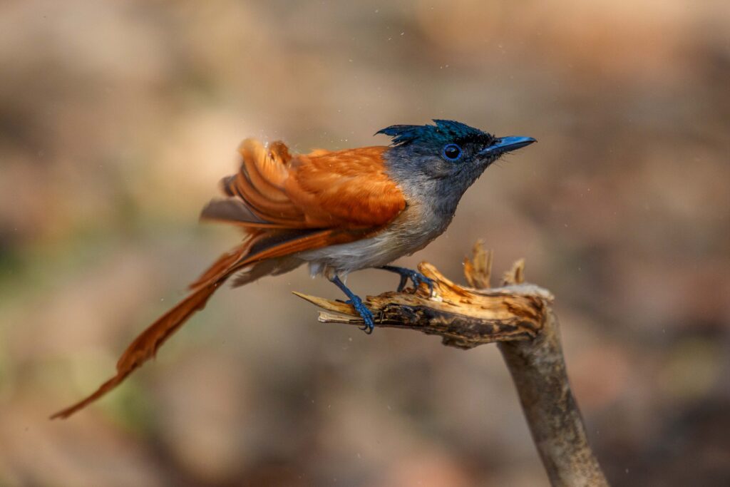 Indian Paradise Flycatcher