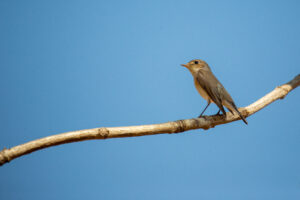 Taiga flycatcher